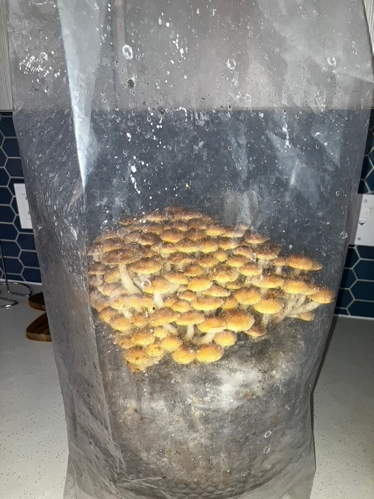 Chestnut/Pholiota Adiposa (Master Culture Slant) – Mycology Research Grade