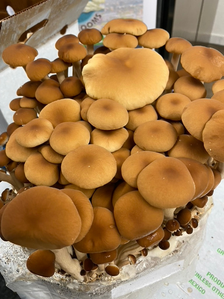 Pioppino/Agrocybe Aegerita (Master Culture Slant) – Mycology Research Grade