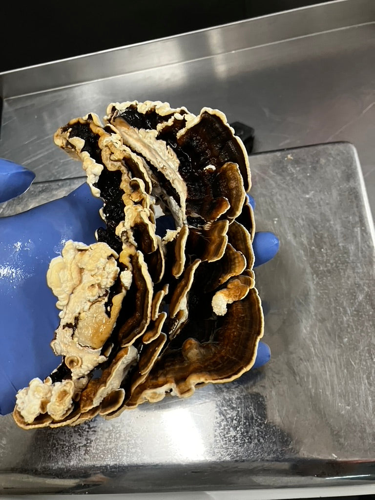 Turkey Tail Mycelium Grain Spawn