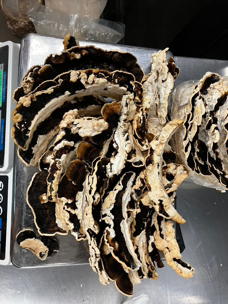 Turkey Tail Mycelium Grain Spawn