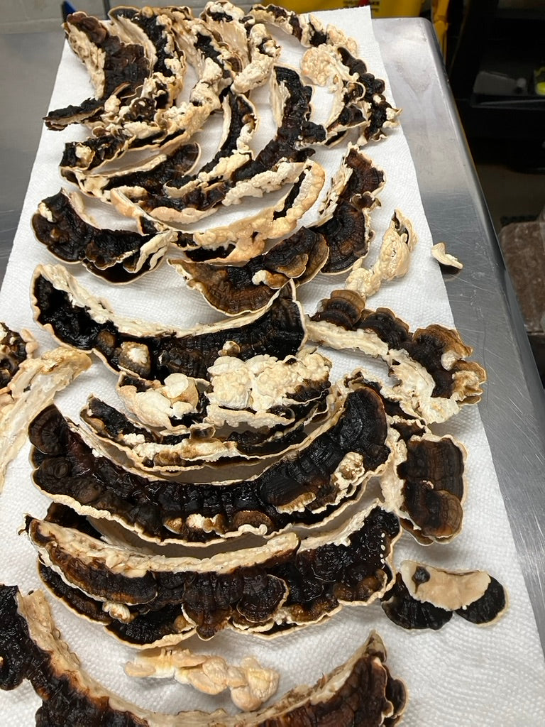 Turkey Tail Mycelium Grain Spawn