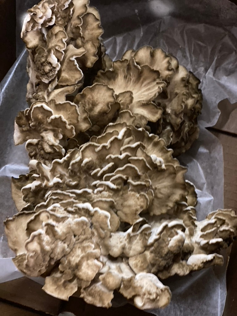 Maitake Mycelium Grain Spawn