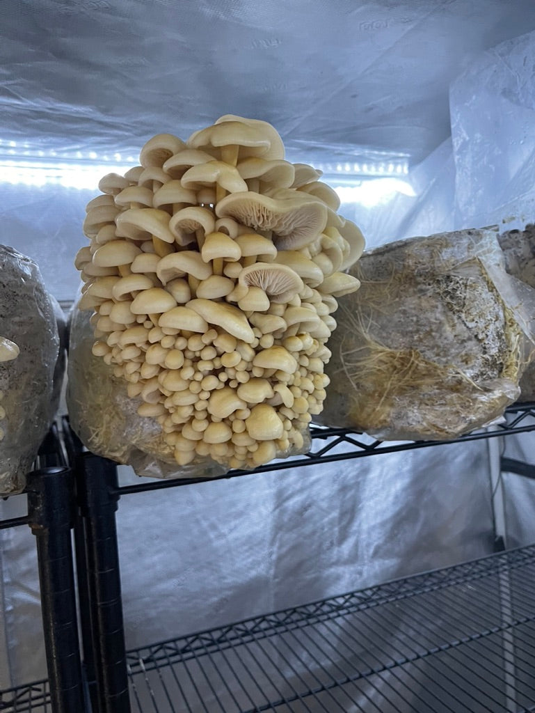 Golden Enoki (Master Culture Slant) – Mycology Research Grade