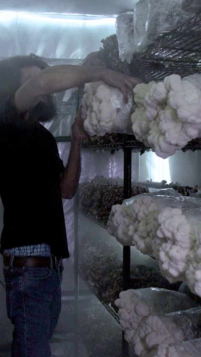 Lion’s Mane 4 (Master Culture Slant) – Mycology Research Grade