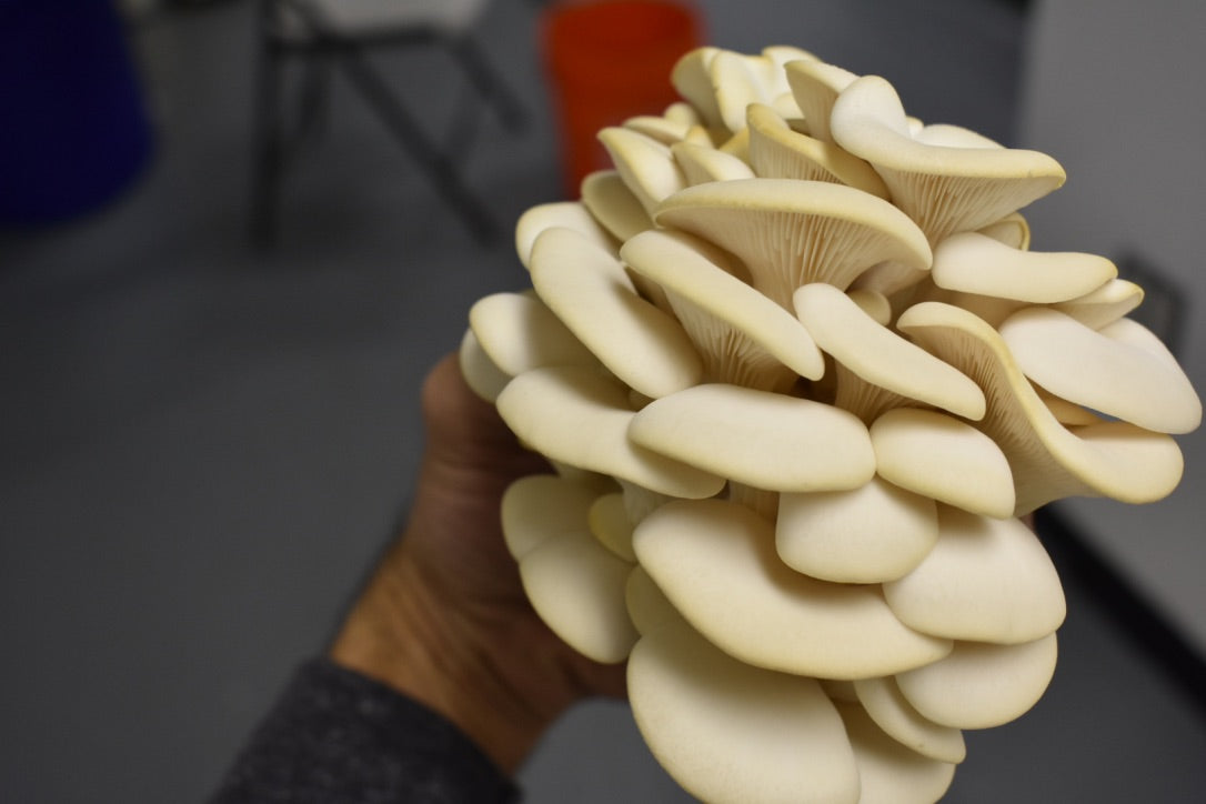 Pearl Oyster Mycelium Grain Spawn