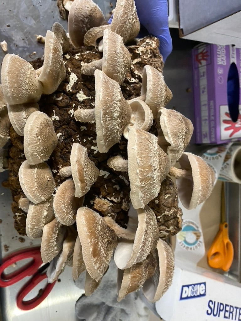 Shiitake Mycelium Grain Spawn