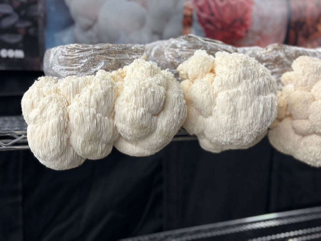 Bear’s Head/Hericium Americanum (Mycelium Agar Culture) – Mycology Research Grade