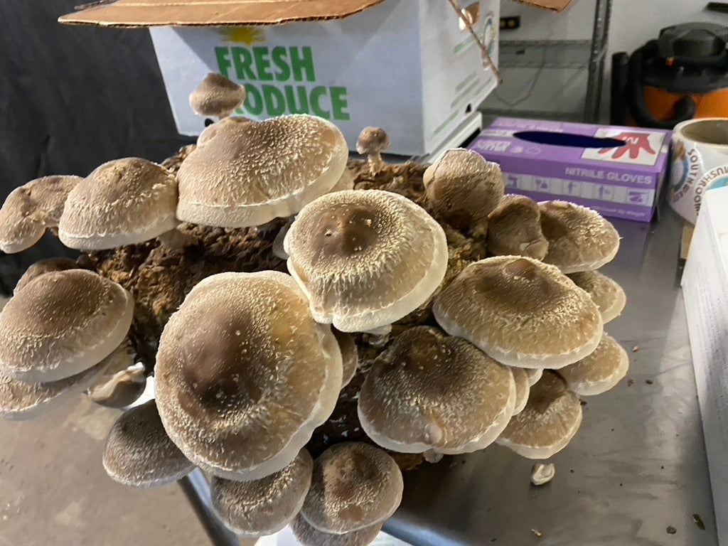Lentinula Edodes- Shiitake 3782 (Mycelium Agar Culture) – Mycology Research Grade