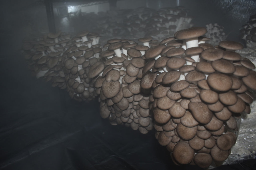 Black Pearl King Trumpet (Master Culture Slant) – Mycology Research Grade