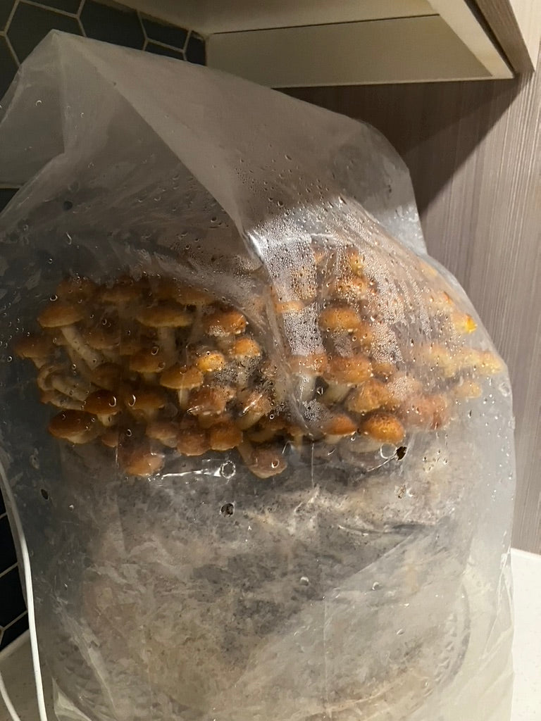 Chestnut/Pholiota Adiposa (Master Culture Slant) – Mycology Research Grade