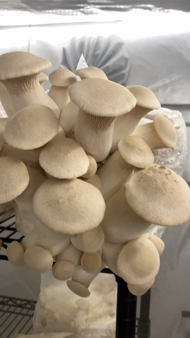 King Trumpet (Master Culture Slant) – Mycology Research Grade