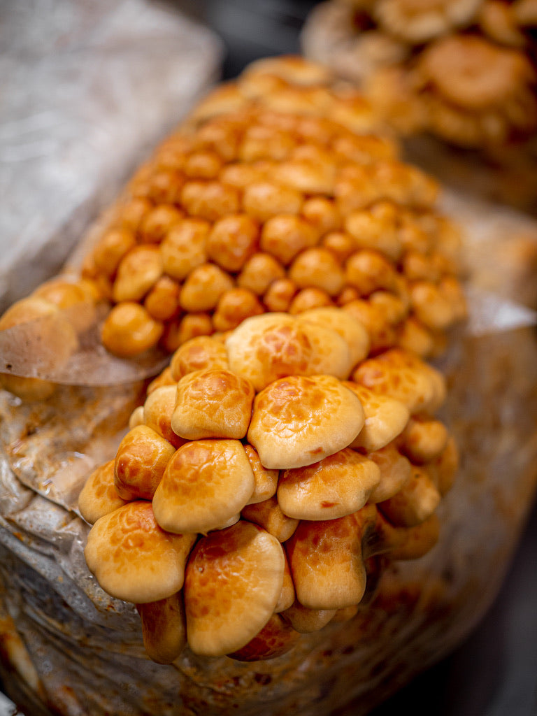 Nameko Mycelium Grain Spawn
