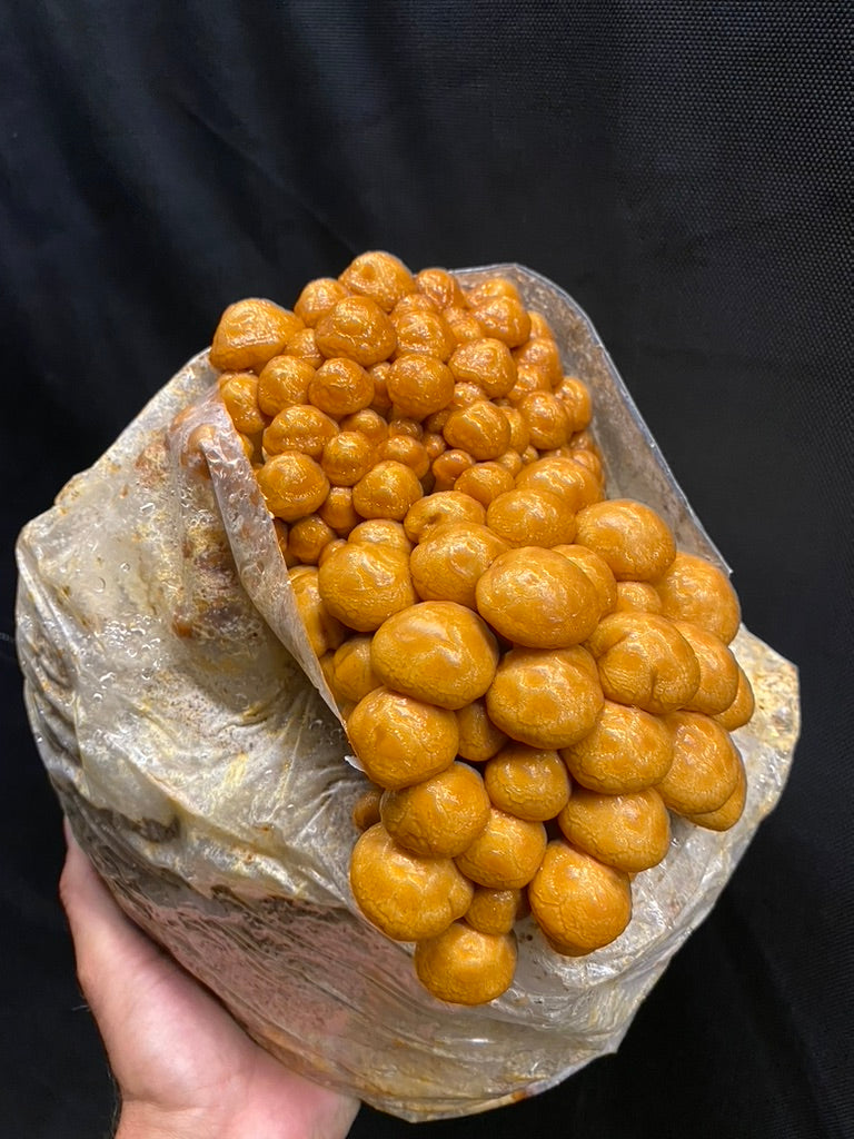 Nameko/Pholiota Nameko (Master Culture Slant) – Mycology Research Grade