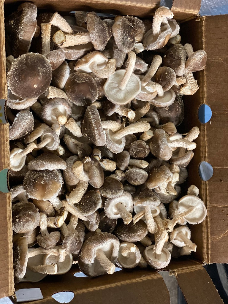 Lentinula Edodes- Shiitake 3782 (Mycelium Agar Culture) – Mycology Research Grade