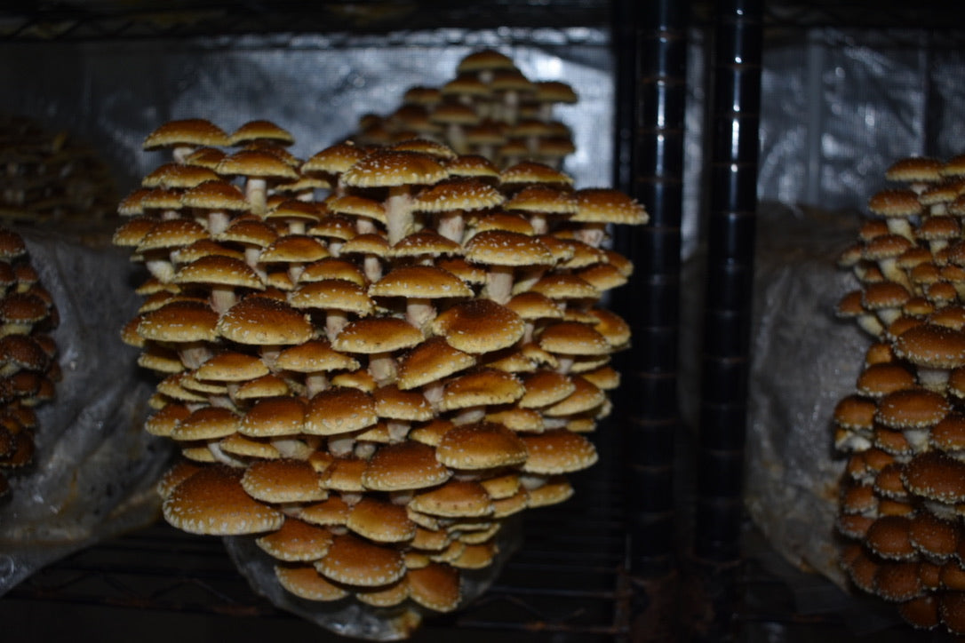 Chestnut Mycelium Grain Spawn