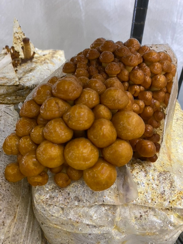 Nameko/Pholiota Nameko (Master Culture Slant) – Mycology Research Grade