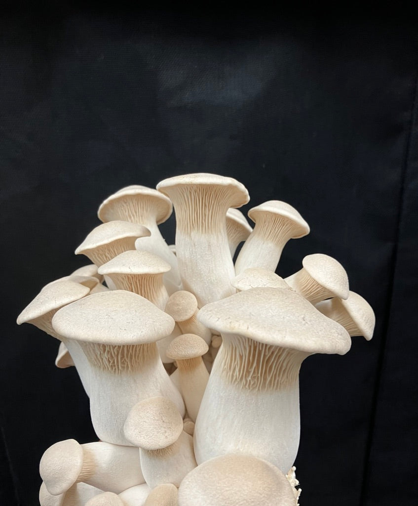 King Trumpet (Master Culture Slant) – Mycology Research Grade