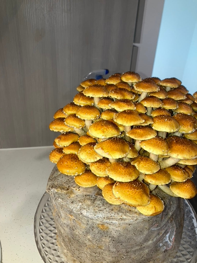 Chestnut/Pholiota Adiposa (Master Culture Slant) – Mycology Research Grade