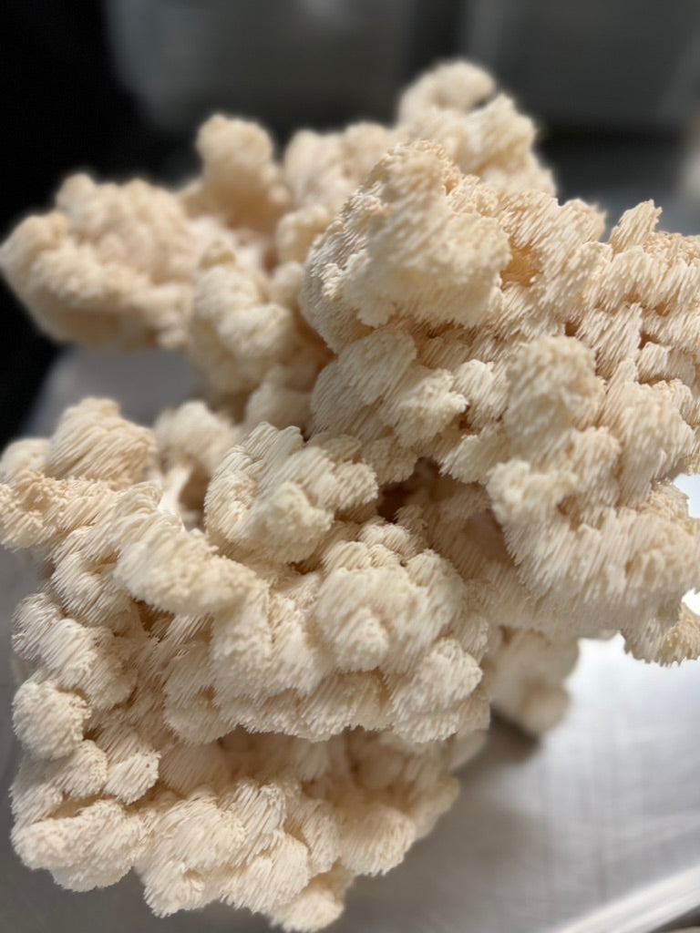 Comb Tooth Mycelium Grain Spawn