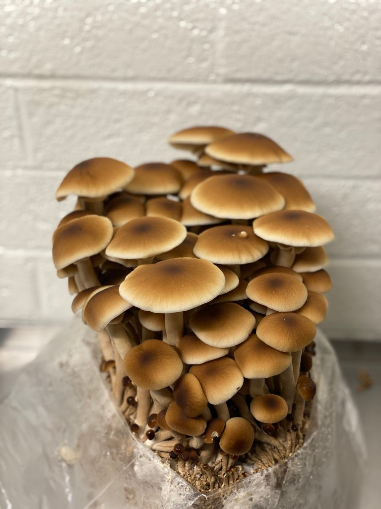 Pioppino/Agrocybe Aegerita (Master Culture Slant) – Mycology Research Grade