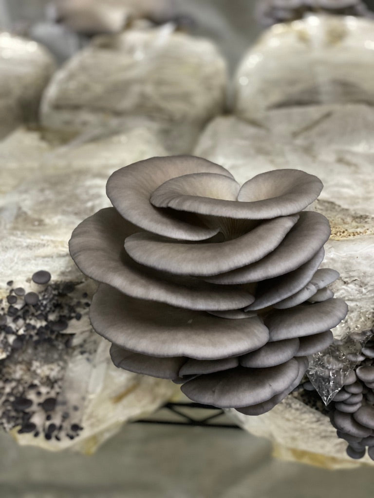 Blue/California Oyster(Master Culture Slant) – Mycology Research Grade