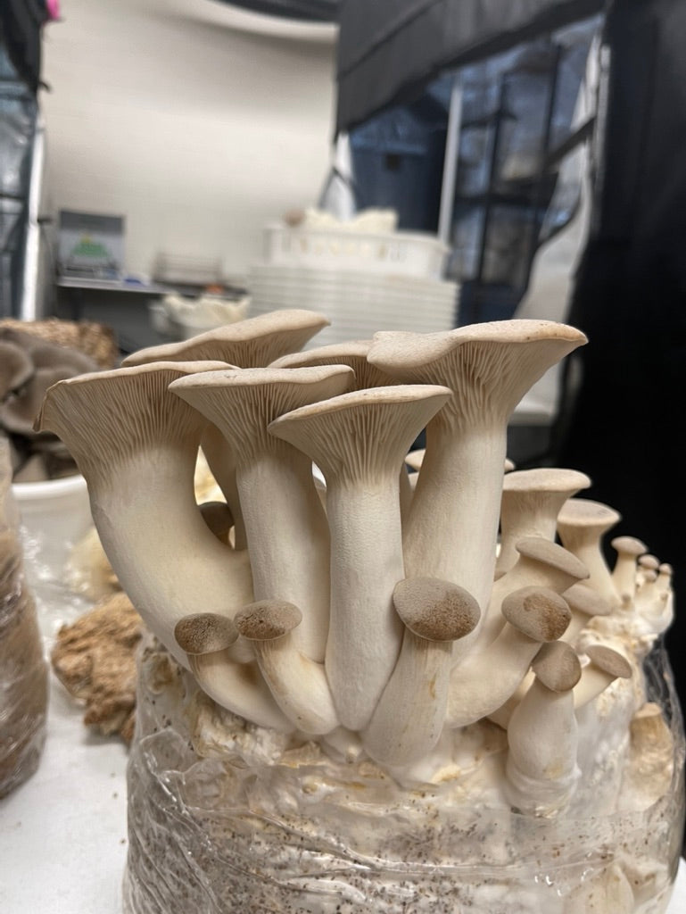 King Trumpet (Master Culture Slant) – Mycology Research Grade
