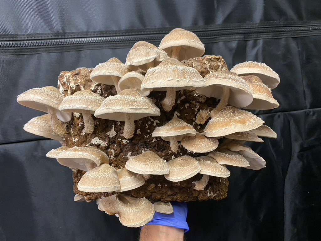 Lentinula Edodes- Shiitake 3782 (Master Culture Slant) – Mycology Research Grade