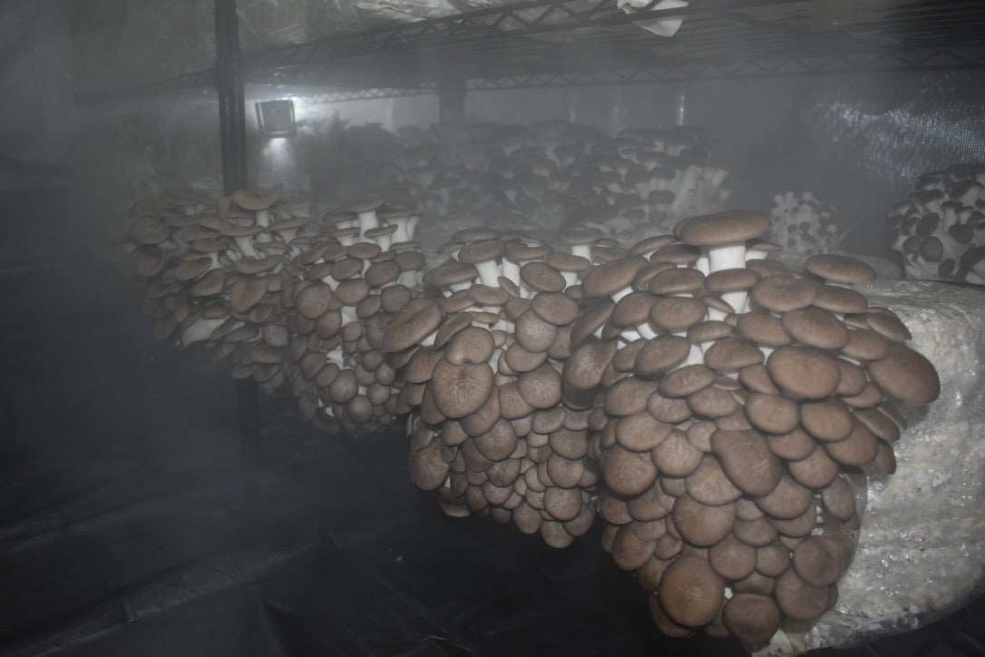 Black Pearl King Trumpet (Mycelium Agar Cultures) – Mycology Research Grade