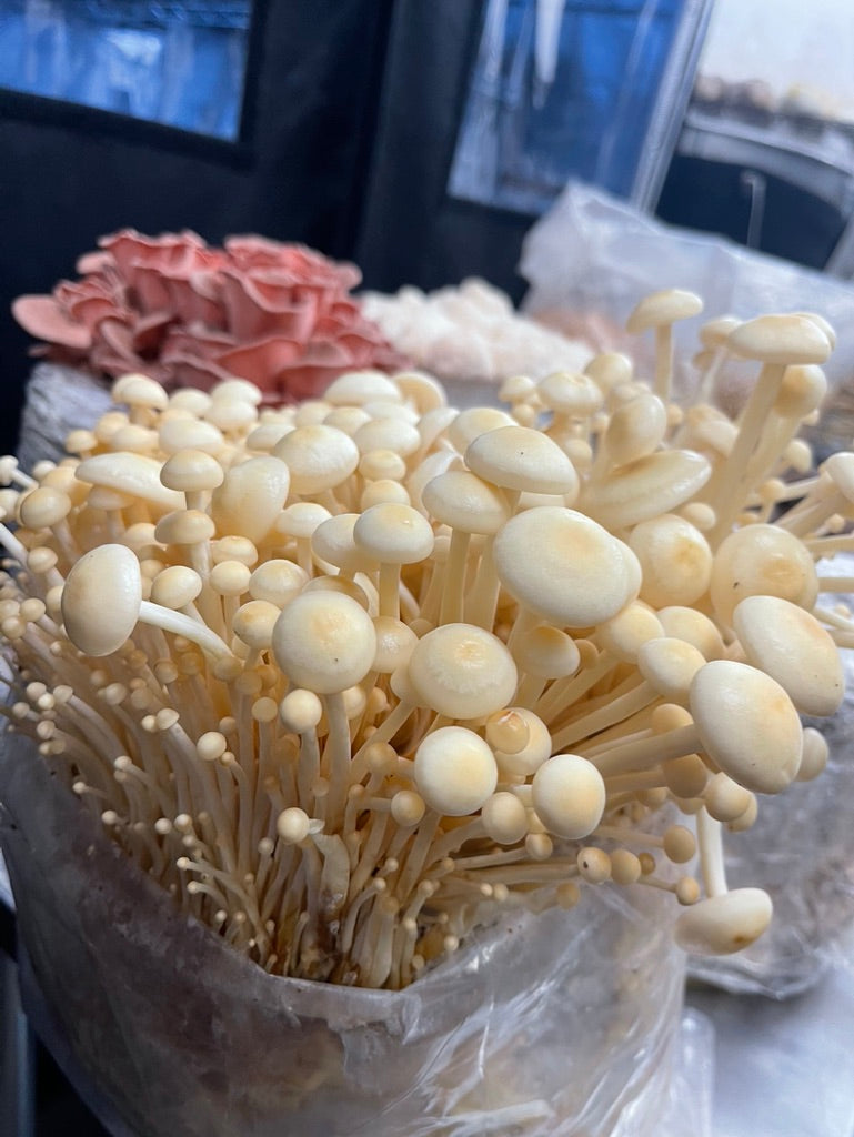 Golden Enoki (Master Culture Slant) – Mycology Research Grade