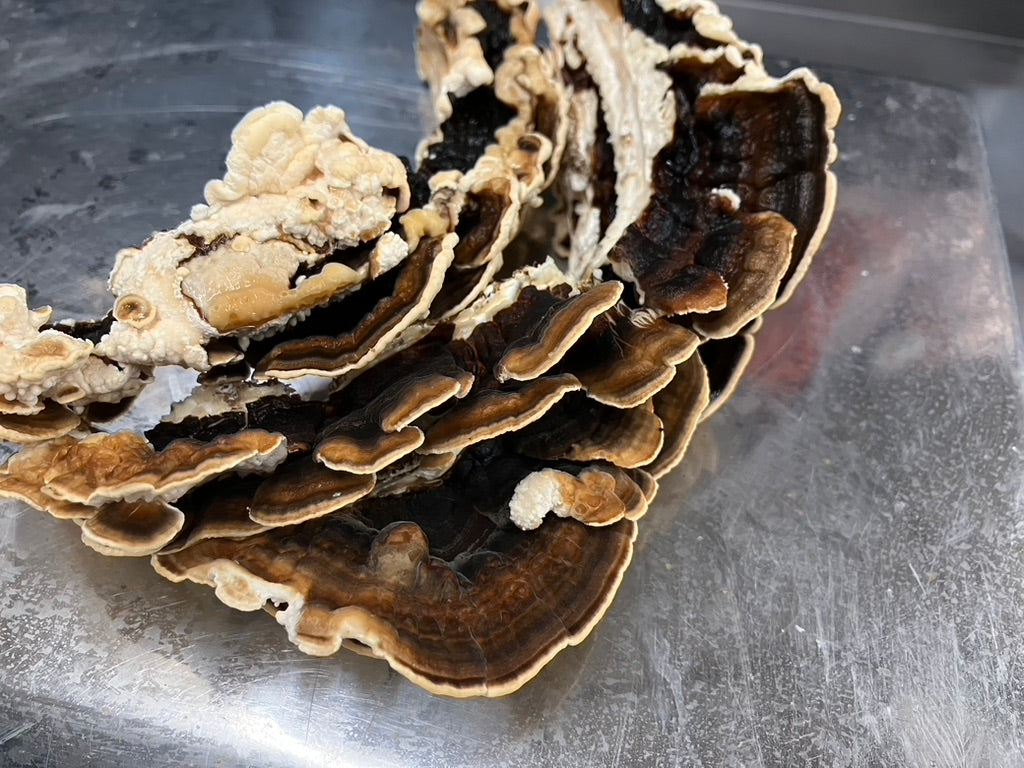 Turkey Tail Mycelium Grain Spawn