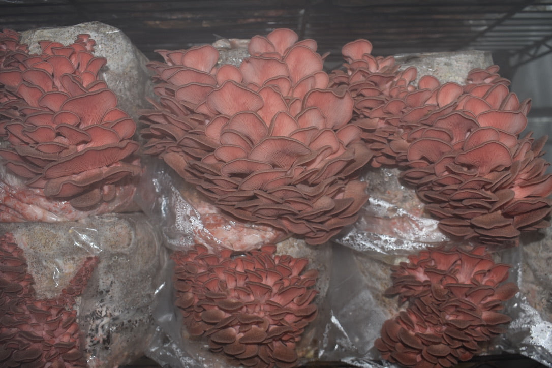 Pink Oyster JPN (Asia) (Master Culture Slant) – Mycology Research Grade
