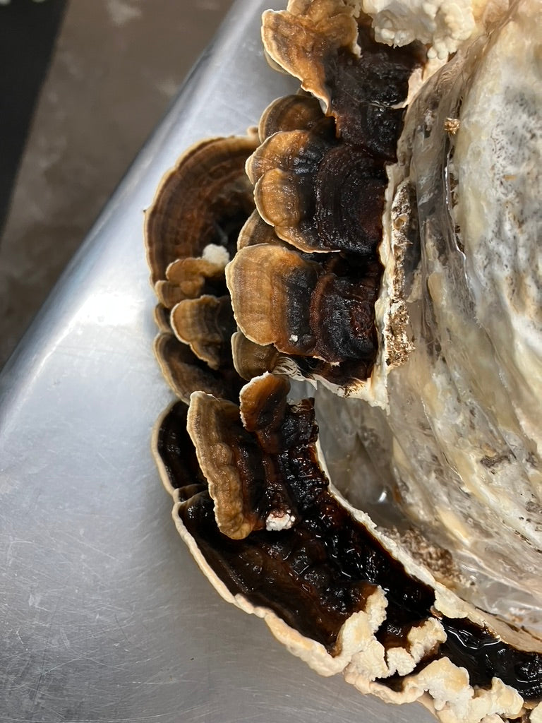 Turkey Tail Mycelium Grain Spawn