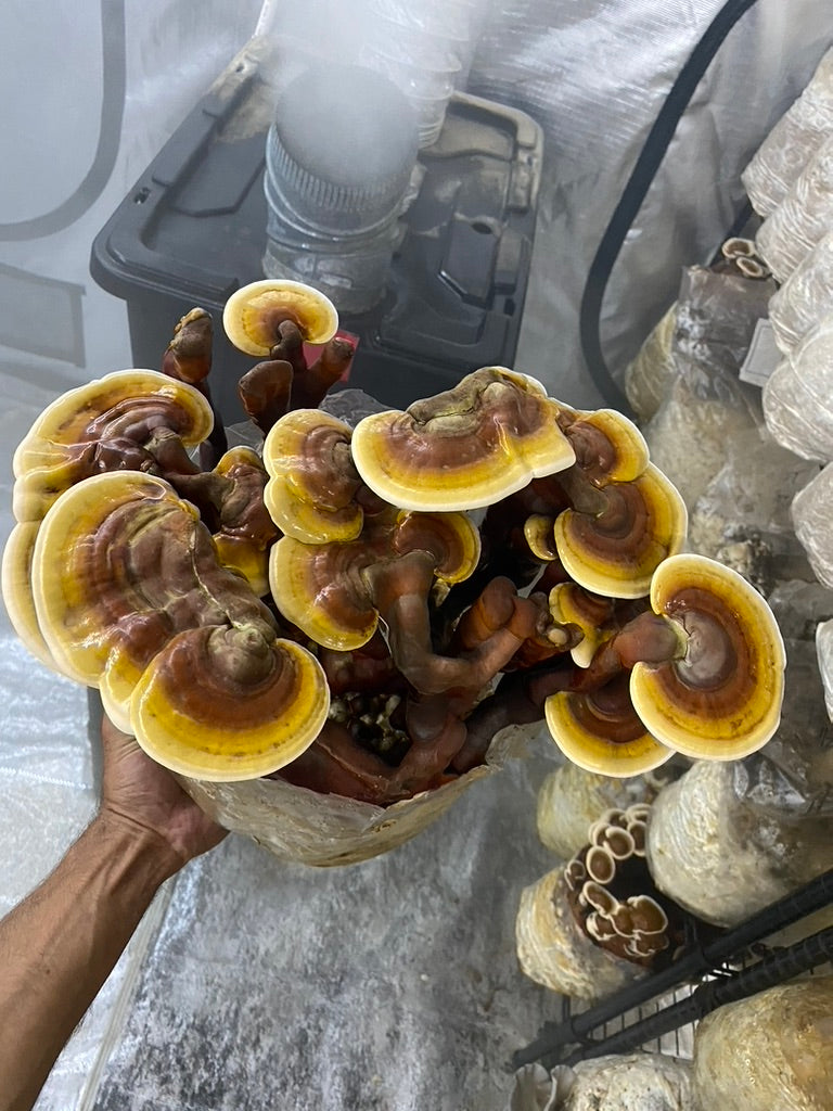 Strainstorm 28 — 28‑Strain Liquid Culture Library (+ Audio & e‑Book)