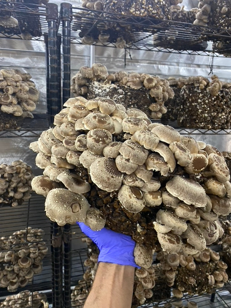 Lentinula Edodes-Shiitake 3790 (Master Culture Slant) – Mycology Research Grade