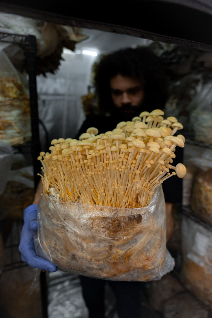 Golden Enoki (Master Culture Slant) – Mycology Research Grade