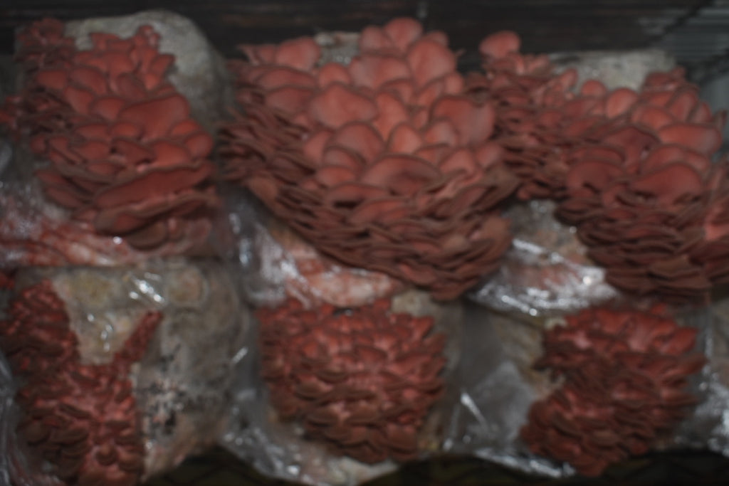 Pink Oyster JPN (Asia) (Master Culture Slant) – Mycology Research Grade