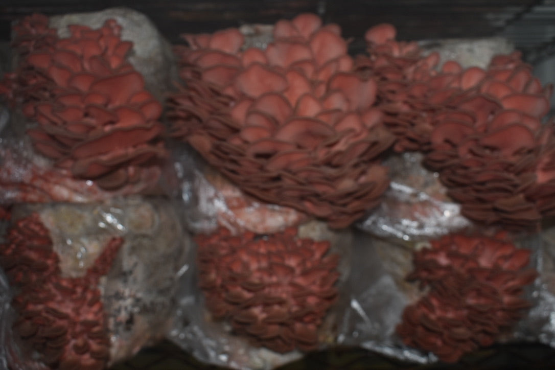 Pink Oyster JPN (Asia) (Master Culture Slant) – Mycology Research Grade