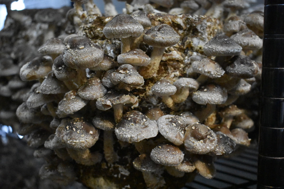 Lentinula Edodes- Shiitake 3782 (Master Culture Slant) – Mycology Research Grade