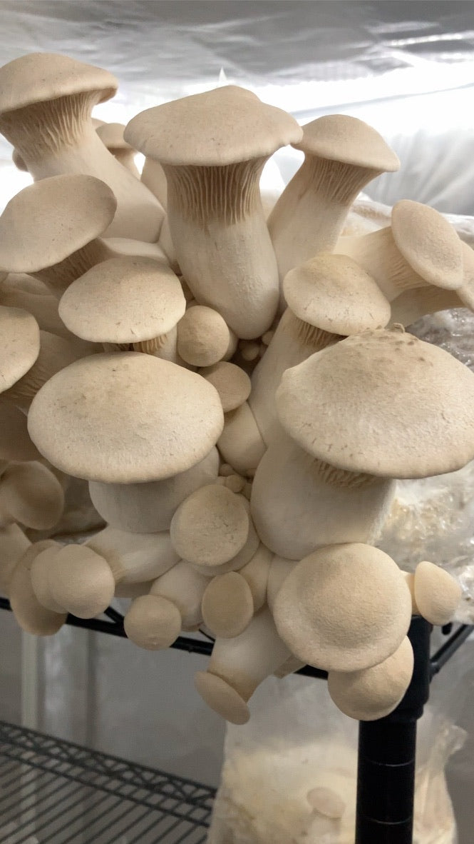 King Trumpet (Master Culture Slant) – Mycology Research Grade