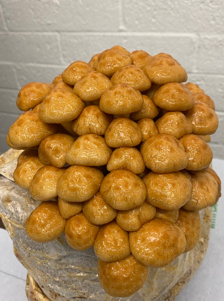 Nameko Mycelium Grain Spawn