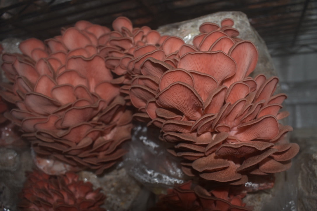Pink Oyster JPN (Asia) (Master Culture Slant) – Mycology Research Grade