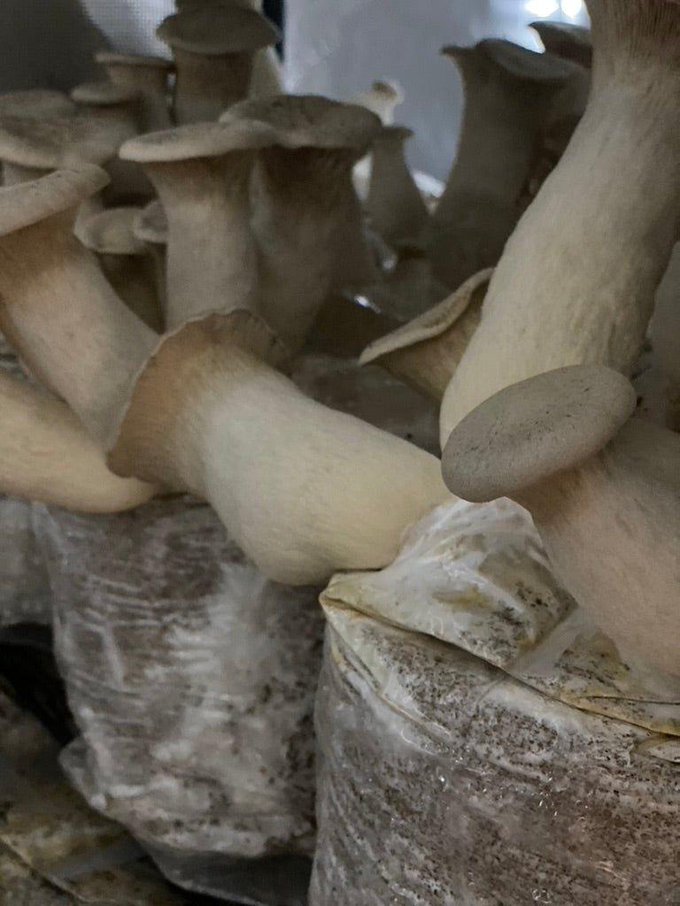 King Trumpet (Mycelium Agar Culture) – Mycology Research Grade
