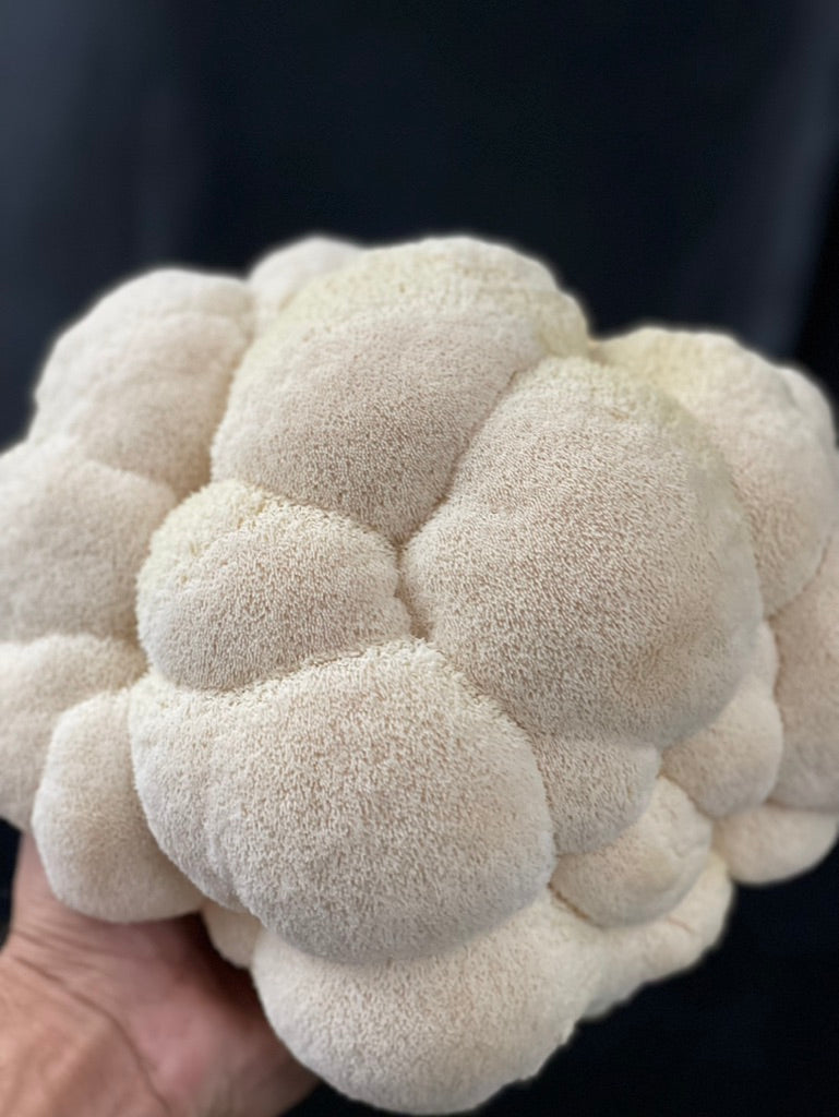 Lion’s Mane 4 (Master Culture Slant) – Mycology Research Grade