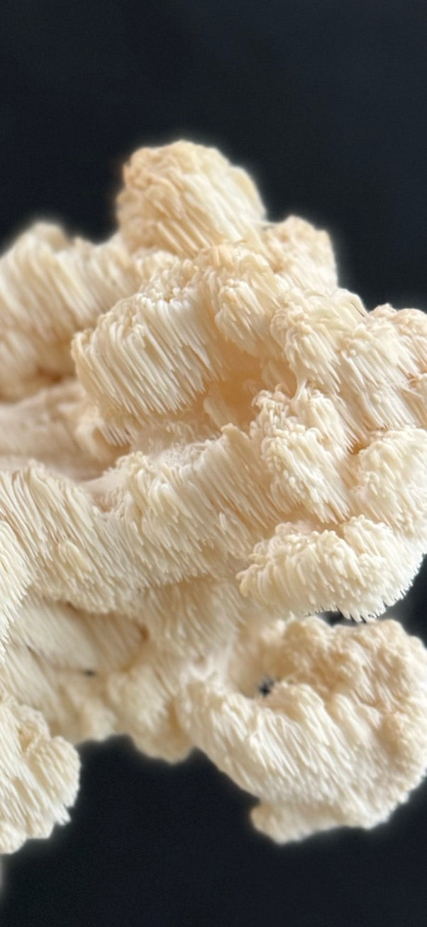Comb Tooth Mycelium Grain Spawn