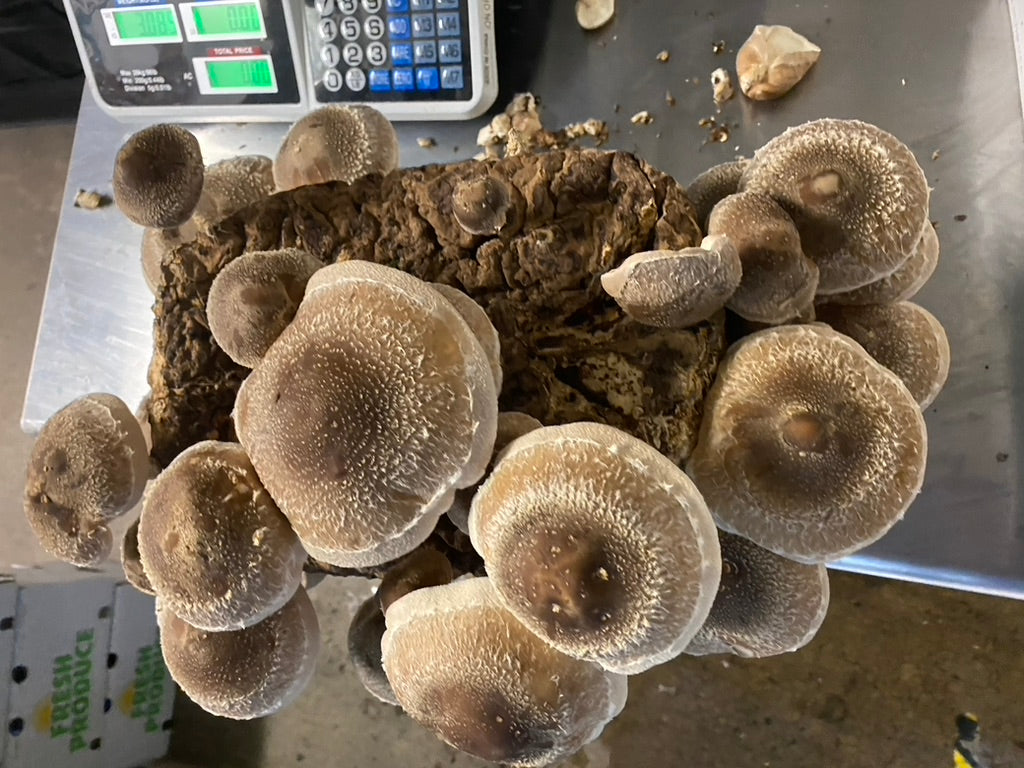Lentinula Edodes- Shiitake 3782 (Mycelium Agar Culture) – Mycology Research Grade