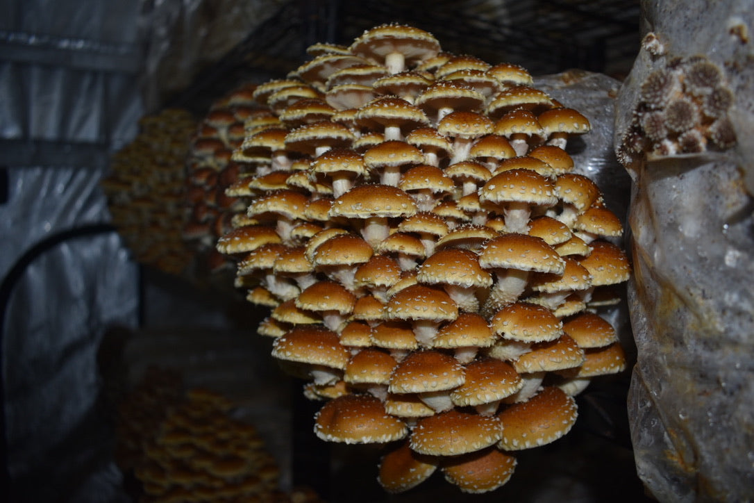 Chestnut Mycelium Grain Spawn