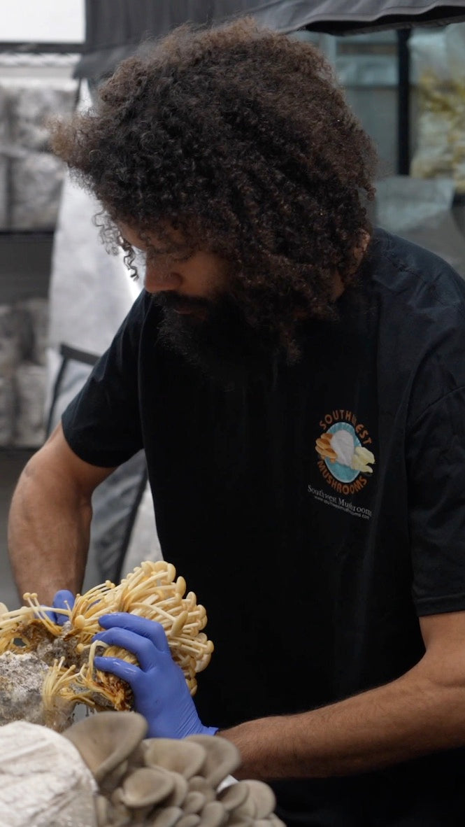 Golden Enoki (Master Culture Slant) – Mycology Research Grade