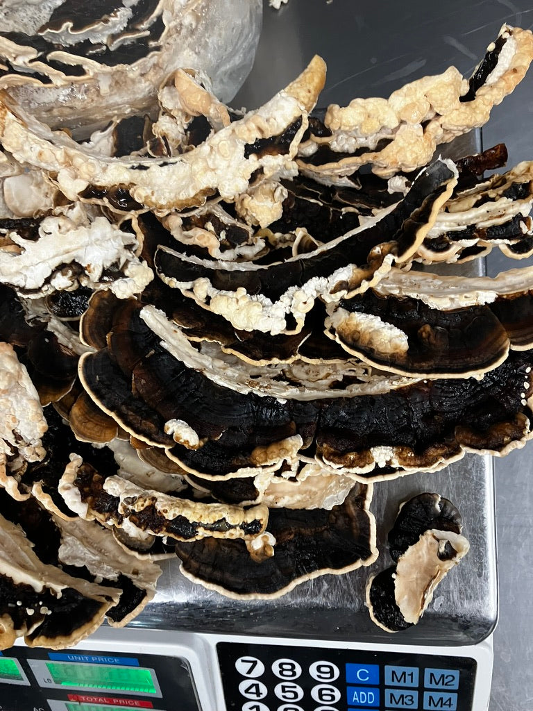 Turkey Tail Mycelium Grain Spawn