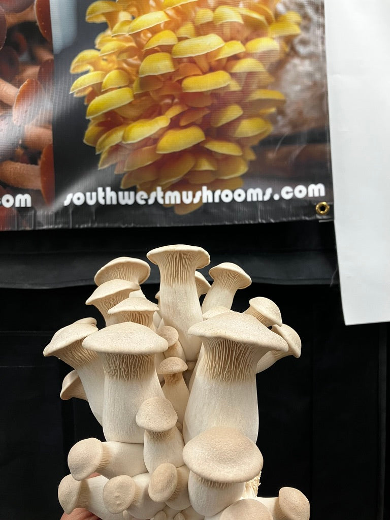 King Trumpet (Master Culture Slant) – Mycology Research Grade