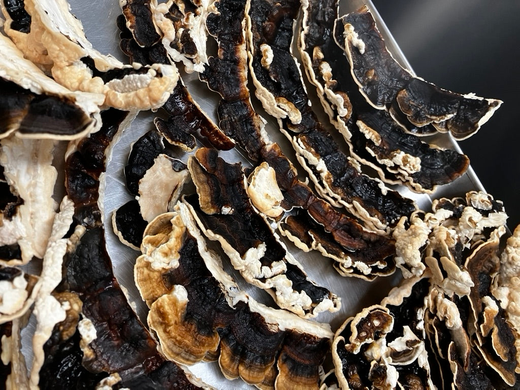 Turkey Tail Mycelium Grain Spawn